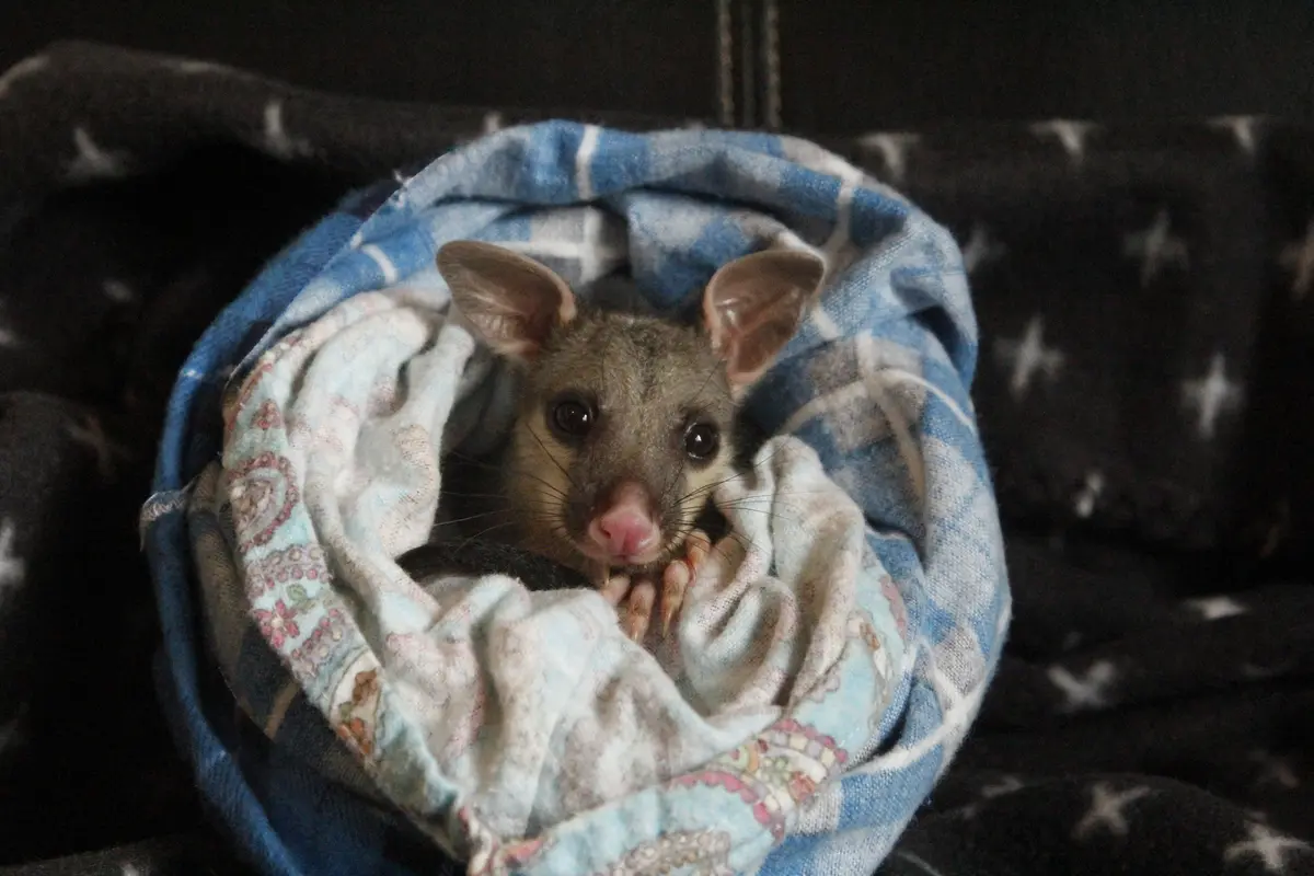 Native Wildlife in Rehabilitation